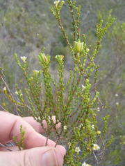Diosma prama