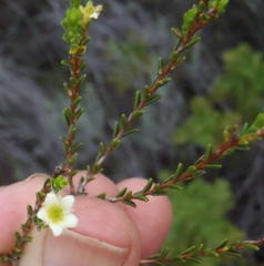 Diosma prama
