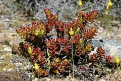 Crassula undulata