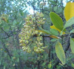 Heteromorpha arborescens arborescens