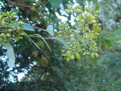 Heteromorpha arborescens arborescens