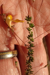 Aspalathus tenuissima