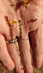 Aspalathus tenuissima