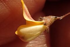 Aspalathus tenuissima