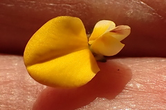 Aspalathus tenuissima