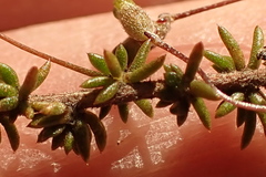 Aspalathus tenuissima