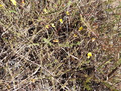 Aspalathus tenuissima