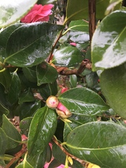 Tracheophyta