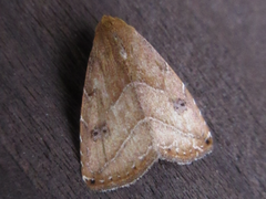 Rivula inconspicua