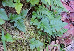 Davallia repens