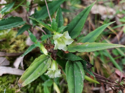 Tripterospermum volubile