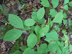 Philadelphus tenuifolius