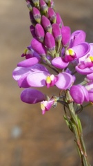 Comesperma virgatum