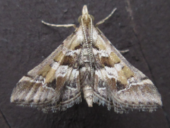Diasemia accalis
