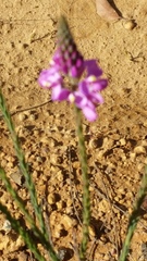 Comesperma virgatum