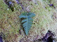 Davallia repens