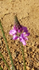 Comesperma virgatum