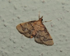Metasia ophialis