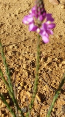 Comesperma virgatum