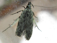 Tornodoxa paraleptopalta