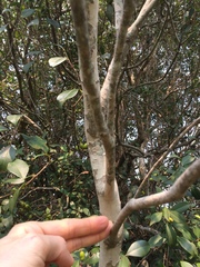 Eugenia uruguayensis