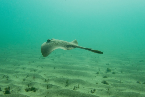 Common stingaree (Trygonoptera testacea) — Urolophidae — 5