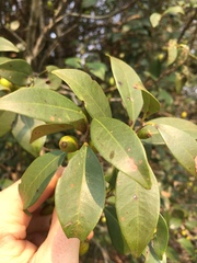 Eugenia uruguayensis