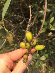Eugenia uruguayensis