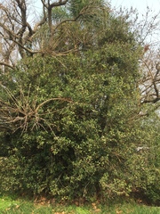 Eugenia uruguayensis