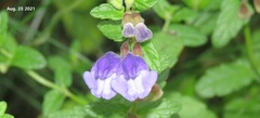 Scutellaria strigillosa