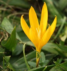 Crocus scharojanii
