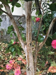Tracheophyta