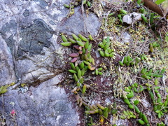 Dendrobium lichenastrum