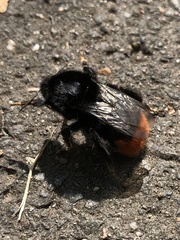 Bombus lapidarius