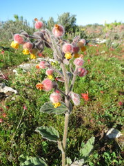 Hermannia althaeifolia