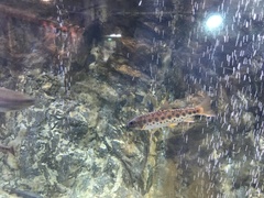 Oncorhynchus masou formosanus