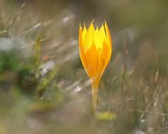Crocus scharojanii