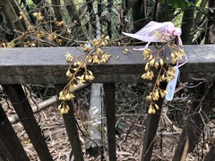 Erythrorchis altissima