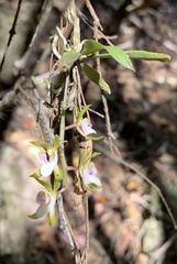 Sarcochilus australis