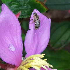 Lasioglossum deliense