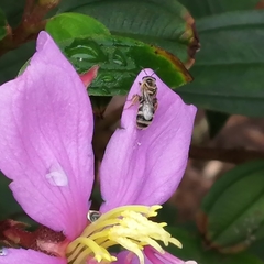 Lasioglossum deliense