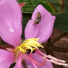 Lasioglossum deliense