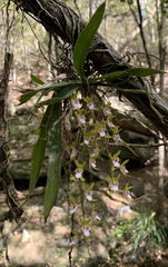 Sarcochilus australis