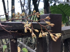 Erythrorchis altissima