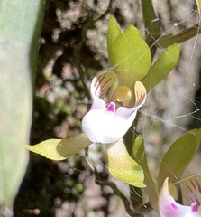 Sarcochilus australis