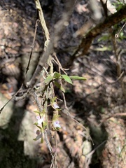 Sarcochilus australis