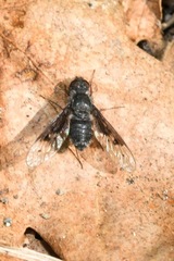 Anthrax trifasciatus