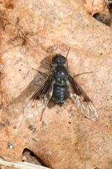 Anthrax trifasciatus