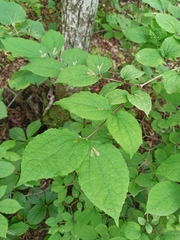 Philadelphus tenuifolius