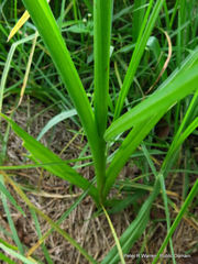 Albuca virens virens
